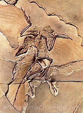 Překrásně zachovalá kostra jednoho z prvních ptáků Archeopteryx lithographica nalezeného v lomu v Solnhofenu.