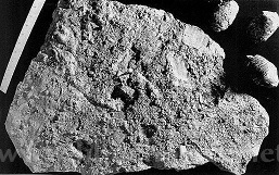 Koštická ploška na povrchu přeplněná drobnou faunou. Vpravo 3 koprolity typu Otodus appendiculatus AG. - M.Váně -Geologie lounska 2000-